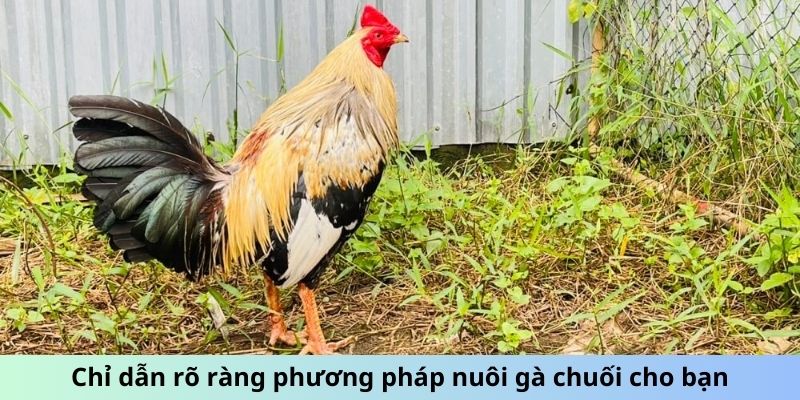 Cách Chăm Sóc Gà Chuối - Mẹo Giữ Chiến Kê Luôn Phong Độ 3 Trang Chủ Jun88.com #1 Việt Nam Chỉ dẫn rõ ràng phương pháp nuôi gà Chuối cho bạn