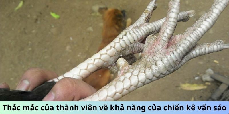 Gà Chọi Vảy Vấn Sáo - Giải Mã Sức Hút Của Giống Gà Quý 2 Trang Chủ Jun88.com #1 Việt Nam Thắc mắc của thành viên về khả năng của chiến kê Vấn Sáo